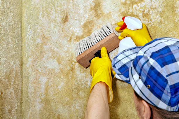 Best Mold Odor Removal Services  in USA